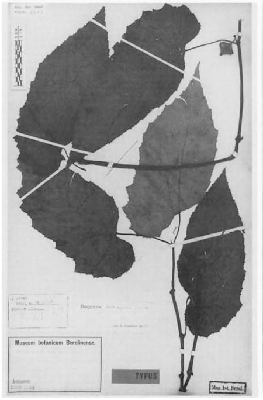 B. tetragona